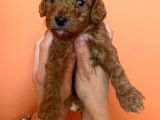 Toy Poodle Yavruları Red Brown Brown
