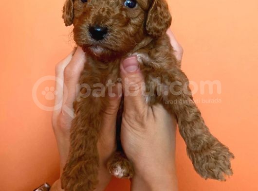 Toy Poodle Yavruları Red Brown Brown görsel