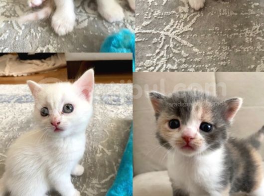 2 Aylık Mama Kum Eğıtımı Var görsel