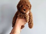 3 Aylık 1 Kg Redbrown Toypoodle Dişi