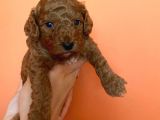 Toy Poodle Yavruları Red Brown Brown