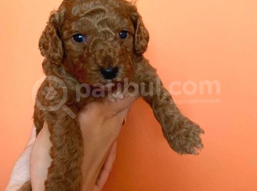 Toy Poodle Yavruları Red Brown Brown görsel