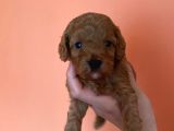 Toy Poodle Yavruları Red Brown Brown