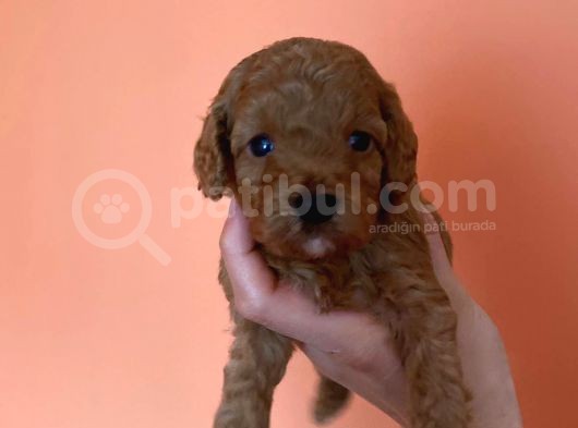 Toy Poodle Yavruları Red Brown Brown görsel