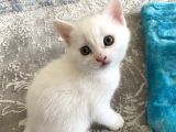 2 Aylık Mama Kum Eğıtımı Var