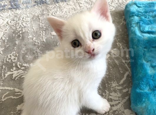2 Aylık Mama Kum Eğıtımı Var görsel
