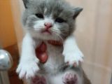 British Shorthair 50 Günlük Erkek