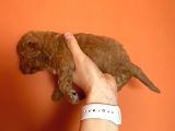 Toy Poodle Yavruları Red Brown Brown