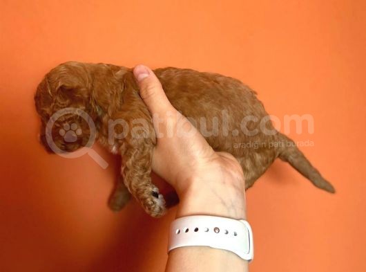 Toy Poodle Yavruları Red Brown Brown görsel