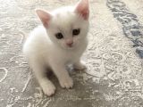 2 Aylık Mama Kum Eğıtımı Var