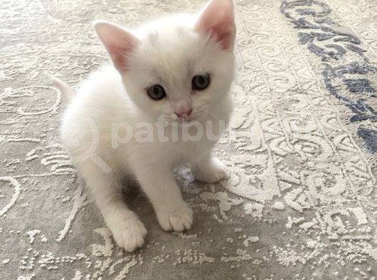 2 Aylık Mama Kum Eğıtımı Var görsel