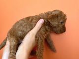 Toy Poodle Yavruları Red Brown Brown