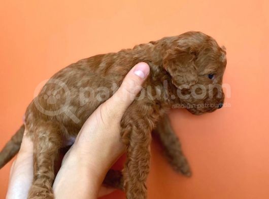 Toy Poodle Yavruları Red Brown Brown görsel