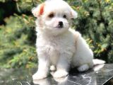 Xs Wc Eğitimli Maltipoo Yavrumuz