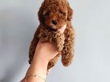 3 Aylık 1 Kg Redbrown Toypoodle Dişi
