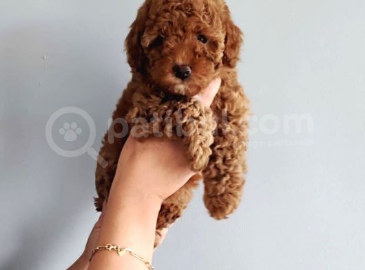 3 Aylık 1 Kg Redbrown Toypoodle Dişi