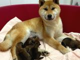 Anne Altinda Secereli Shiba Inu Bebekler