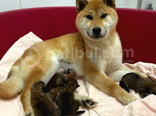 Anne Altinda Secereli Shiba Inu Bebekler