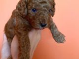 Toy Poodle Yavruları Red Brown Brown