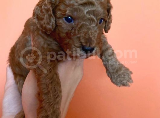 Toy Poodle Yavruları Red Brown Brown görsel