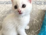 2 Aylık Mama Kum Eğıtımı Var