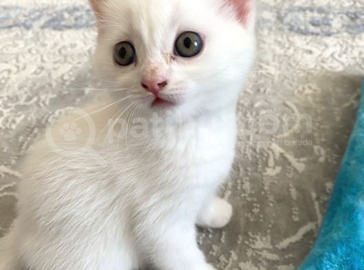 2 Aylık Mama Kum Eğıtımı Var görsel