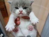 British Shorthair 50 Günlük Erkek