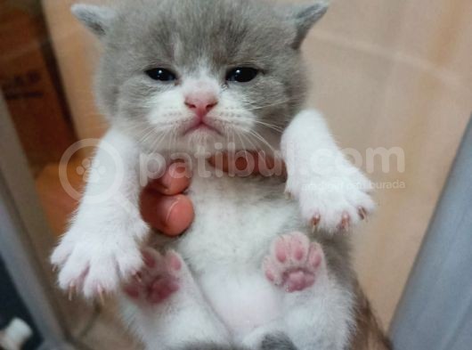 British Shorthair 50 Günlük Erkek görsel