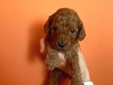 Toy Poodle Yavruları Red Brown Brown