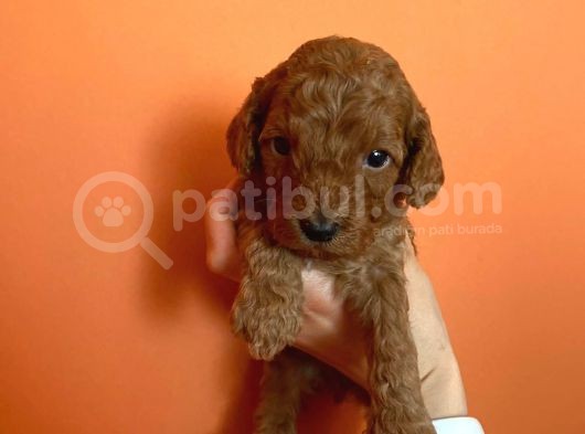 Toy Poodle Yavruları Red Brown Brown görsel