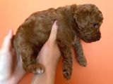 Toy Poodle Yavruları Red Brown Brown