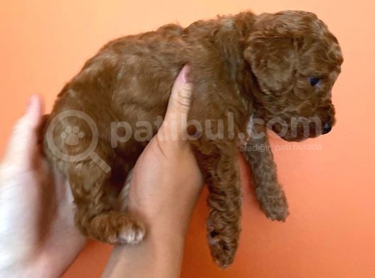 Toy Poodle Yavruları Red Brown Brown görsel
