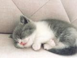 British Shorthair 50 Günlük Erkek