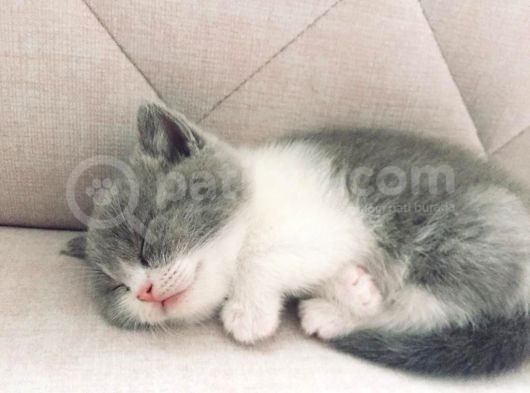 British Shorthair 50 Günlük Erkek görsel