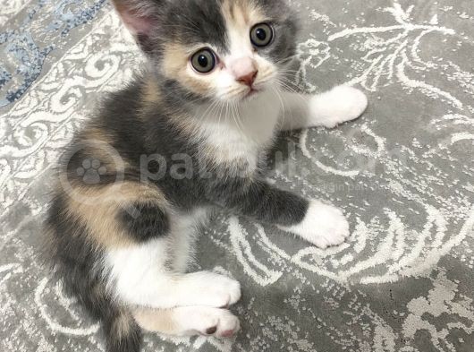 2 Aylık Mama Kum Eğıtımı Var