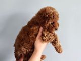3 Aylık 1 Kg Redbrown Toypoodle Dişi