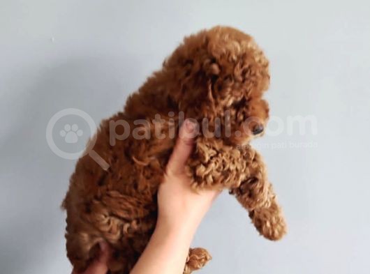 3 Aylık 1 Kg Redbrown Toypoodle Dişi görsel