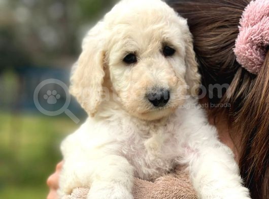 Irk Ve Saglik Garantili Standart Boy Dişi Poodle Yavrumuz görsel