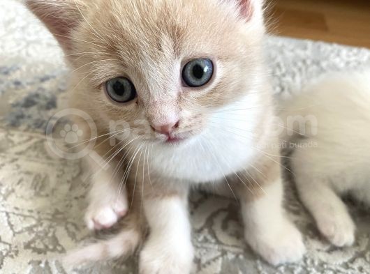 2 Aylık Mama Kum Eğıtımı Var görsel