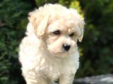 Anne Baba Secereli Maltipoo Yavrumuz