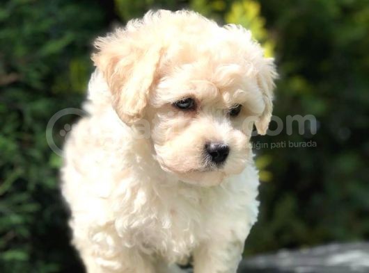Anne Baba Secereli Maltipoo Yavrumuz