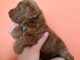Toy Poodle Yavruları Red Brown Brown