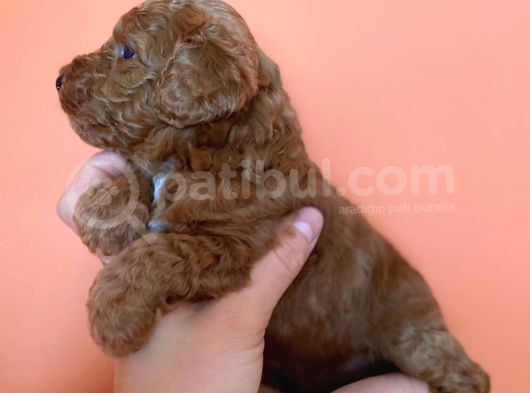 Toy Poodle Yavruları Red Brown Brown görsel