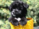 Özel Ve Nadir Renkteki Black Maltipoo Yavrumuz