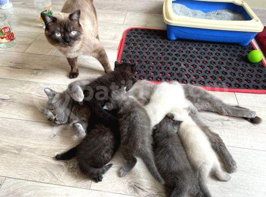 Yavrularımız Ömürlük Yeni Yuvalarını Arıyor görsel