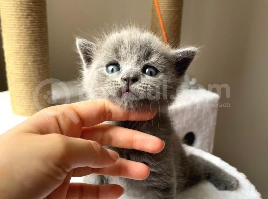 Yavrularımız Ömürlük Yeni Yuvalarını Arıyor görsel