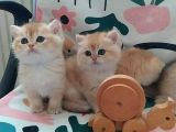 SafKan British Shorthair Minikleri