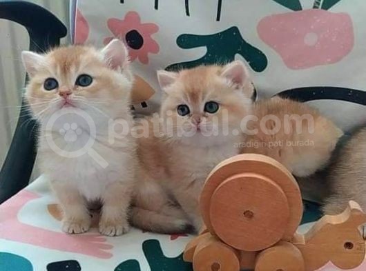 Safkan British Shorthair Minikleri