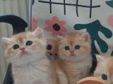 Safkan British Shorthair Minikleri
