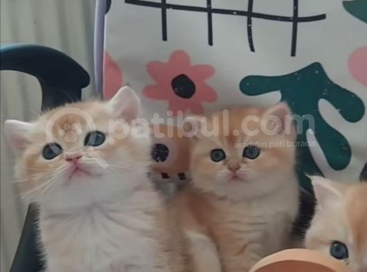 Safkan British Shorthair Minikleri görsel
